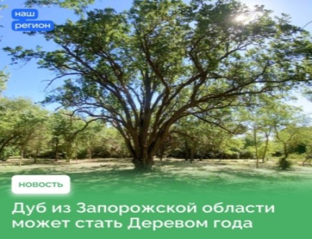 Легендарный дуб из Запорожской области участвует во Всероссийском конкурсе.