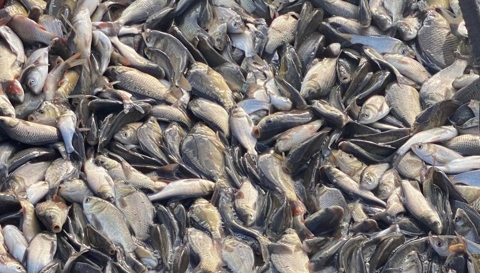 В Бердянском округе продолжается заселение рыбой местных водоемов.